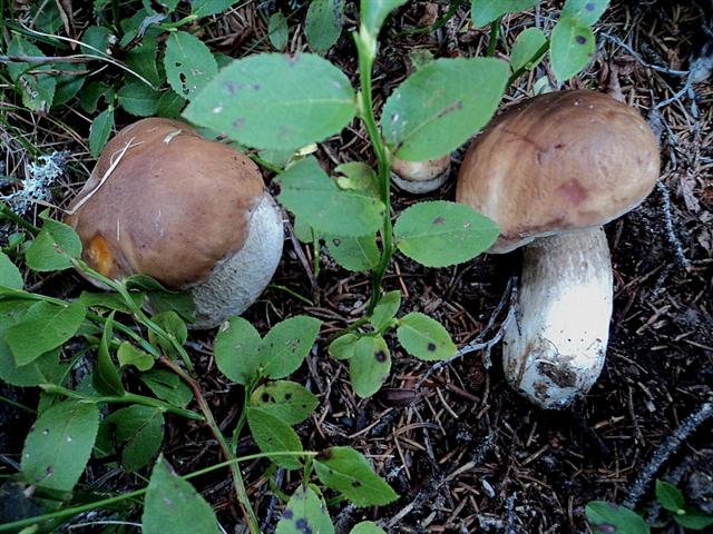 Funghi dall''Appennino