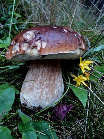 Ottobre tra gli edulis!!!!