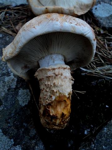 colori e sapori del bosco!!!