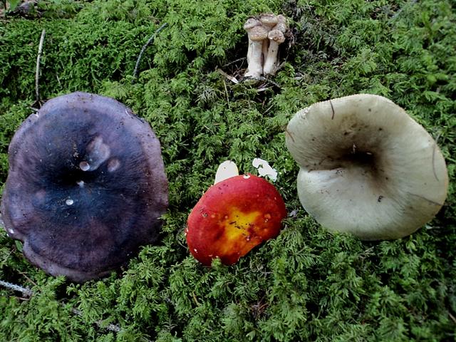 Autunno trentino....una tavolozza di caldi colori..