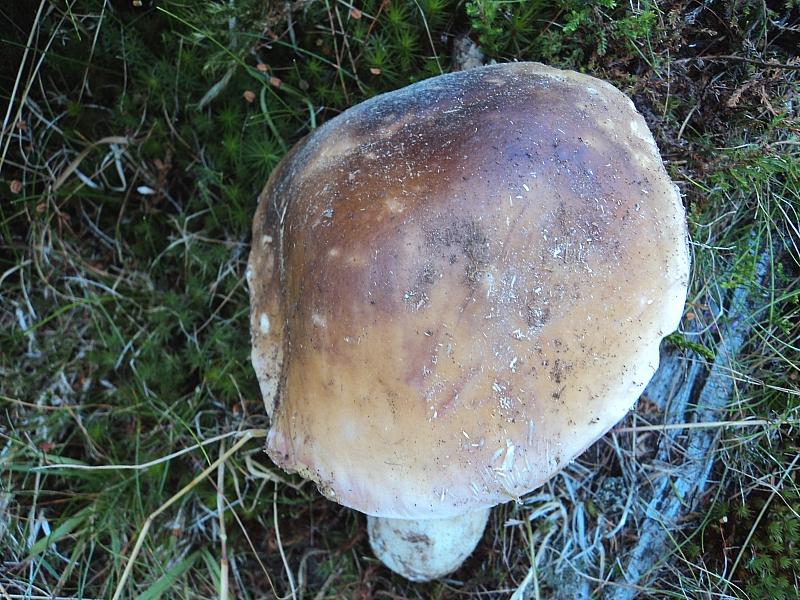 Piu'' forti di Lucifero,la mega caldissima alta pressione