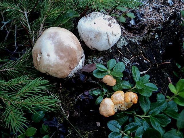 Beatrice di scarsa pioggia dispensatrice