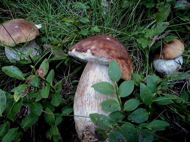 Funghi dall''Appennino