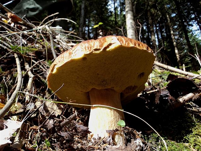 Ottobre tra gli edulis!!!!