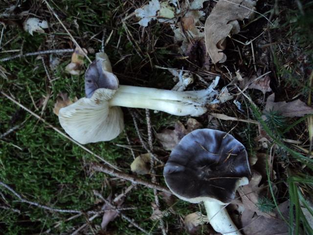 Funghi verso l''esaurimento stagionale