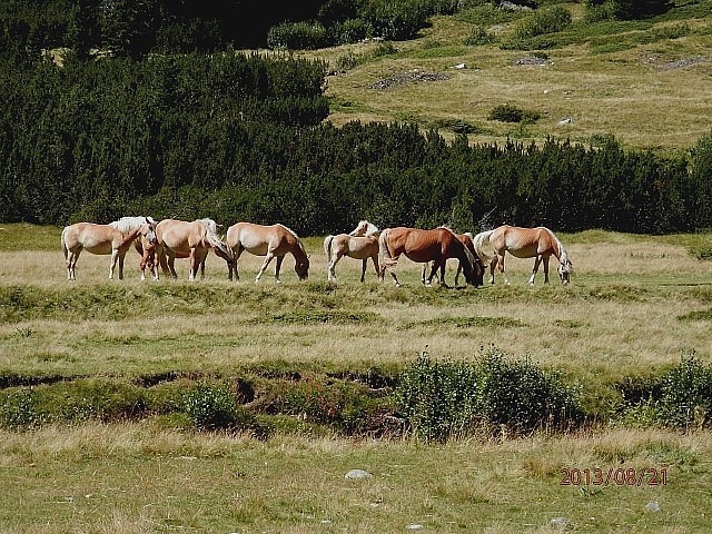Animali al pascolo