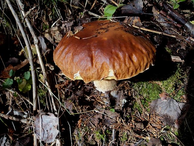 Ottobre tra gli edulis!!!!