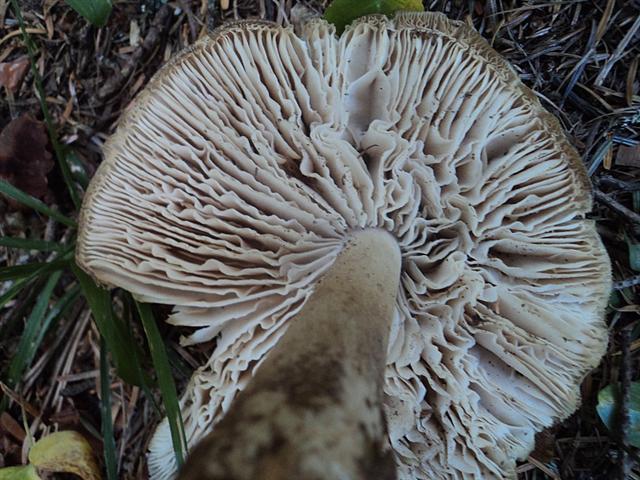 Piu'' forti di Lucifero,la mega caldissima alta pressione