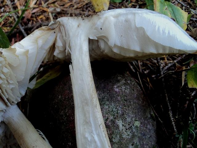 Piu'' forti di Lucifero,la mega caldissima alta pressione