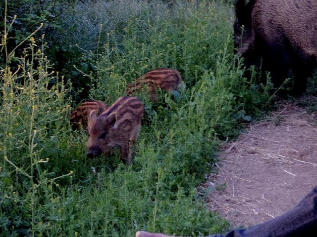 Animali al pascolo