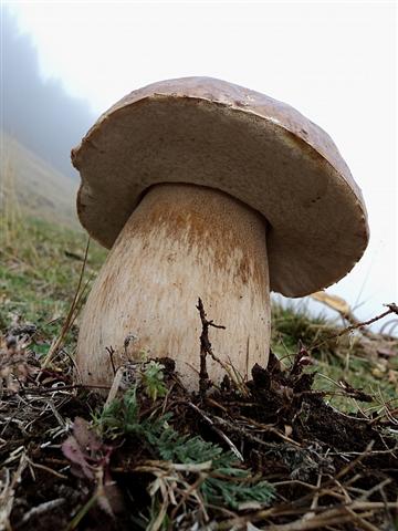 Ottobre tra gli edulis!!!!