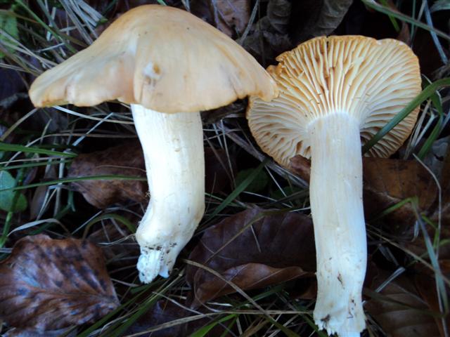 Funghi verso l''esaurimento stagionale