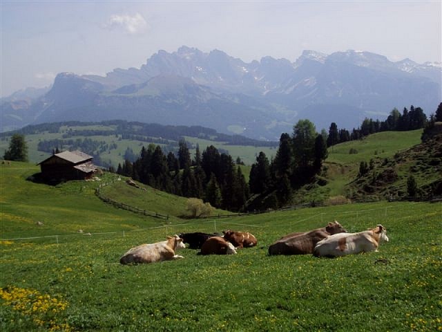 Animali al pascolo
