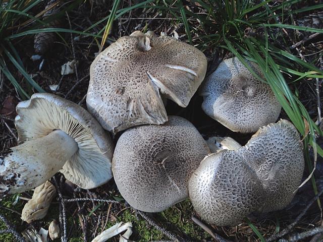 Un Tricoloma pardinum bello tosto !!