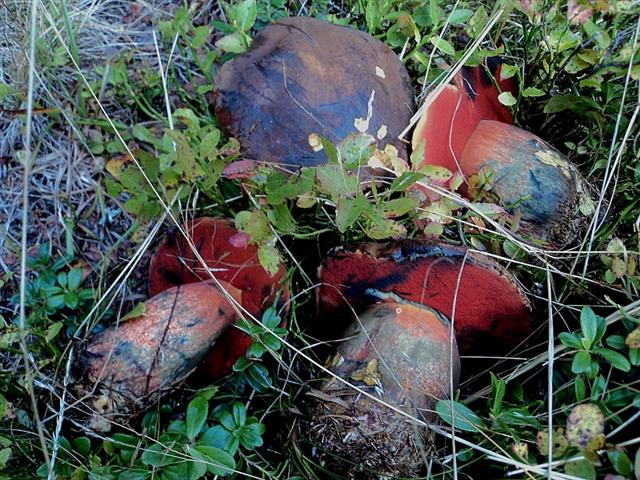 Ottobre trentino...bellezze montane
