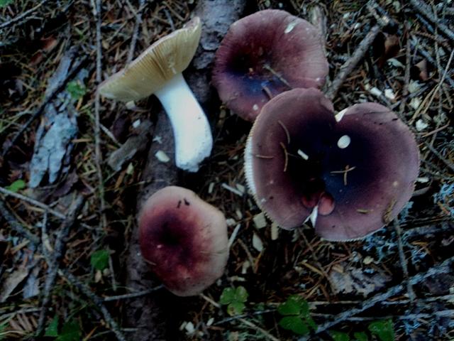 Ferragosto in famiglia