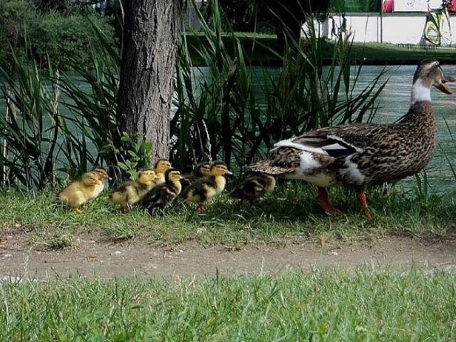 l''ora del passeggio lungo il fiume per Anatidi