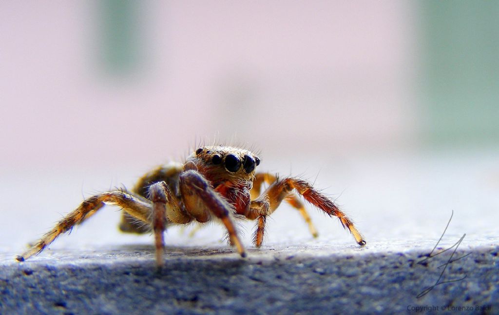 Salticidae da identificare - Forte dei Marmi (LU)