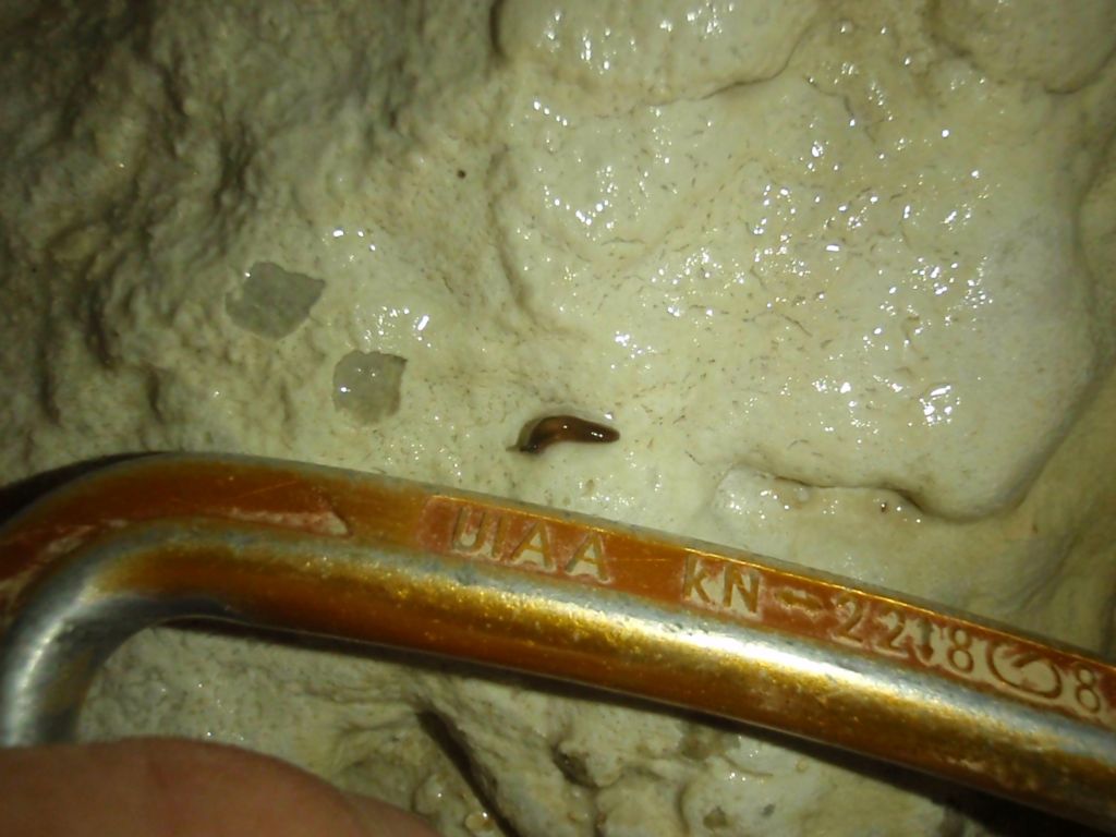 Limax dalle Alpi Apuane - Monte Corchia