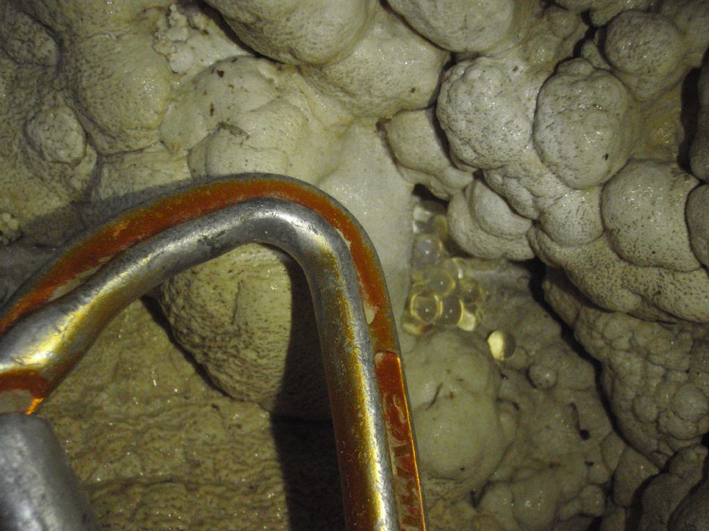 Limax dalle Alpi Apuane - Monte Corchia
