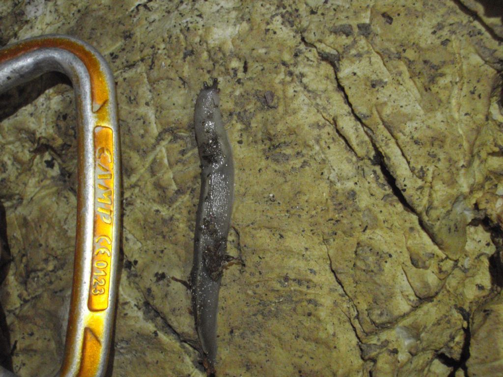 Limax dalle Alpi Apuane - Monte Corchia