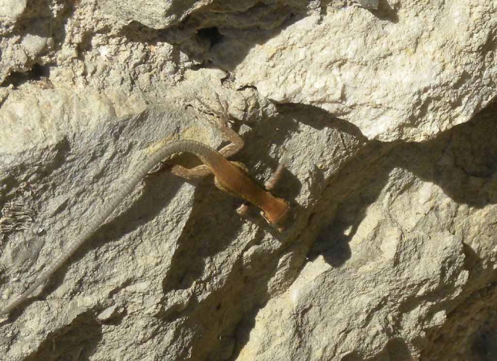 Aiuto identificazione lucertole