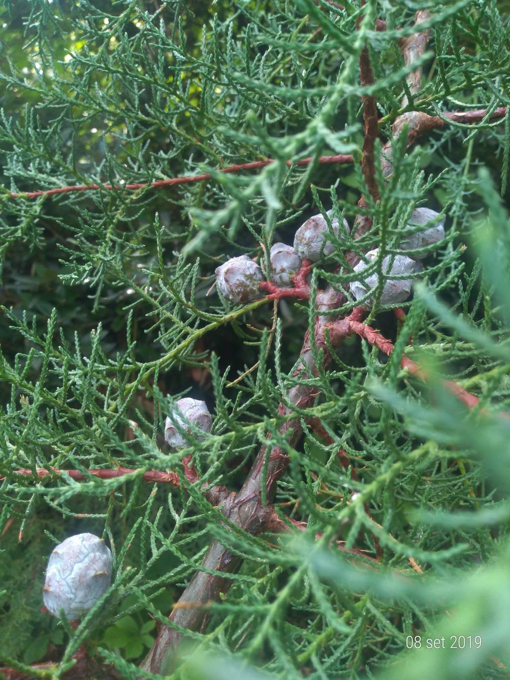 Cupressus sempervirens? No, Hesperocyparis arizonica