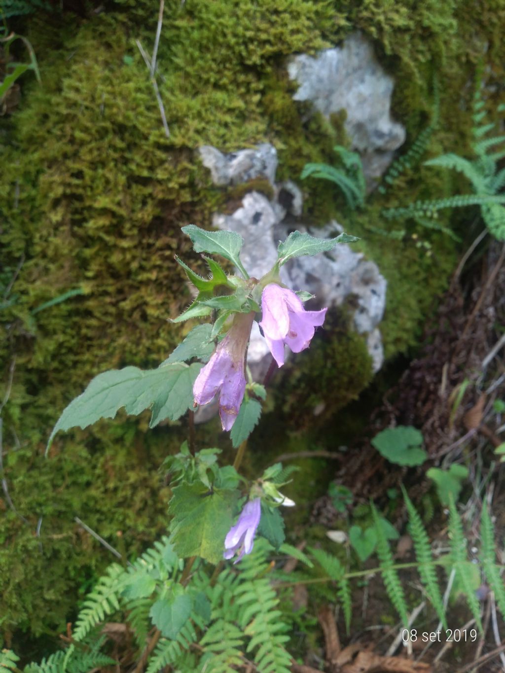 Campanula trachelium