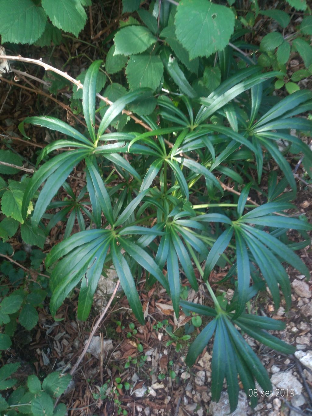 Helleborus foetidus (Ranunculaceae)