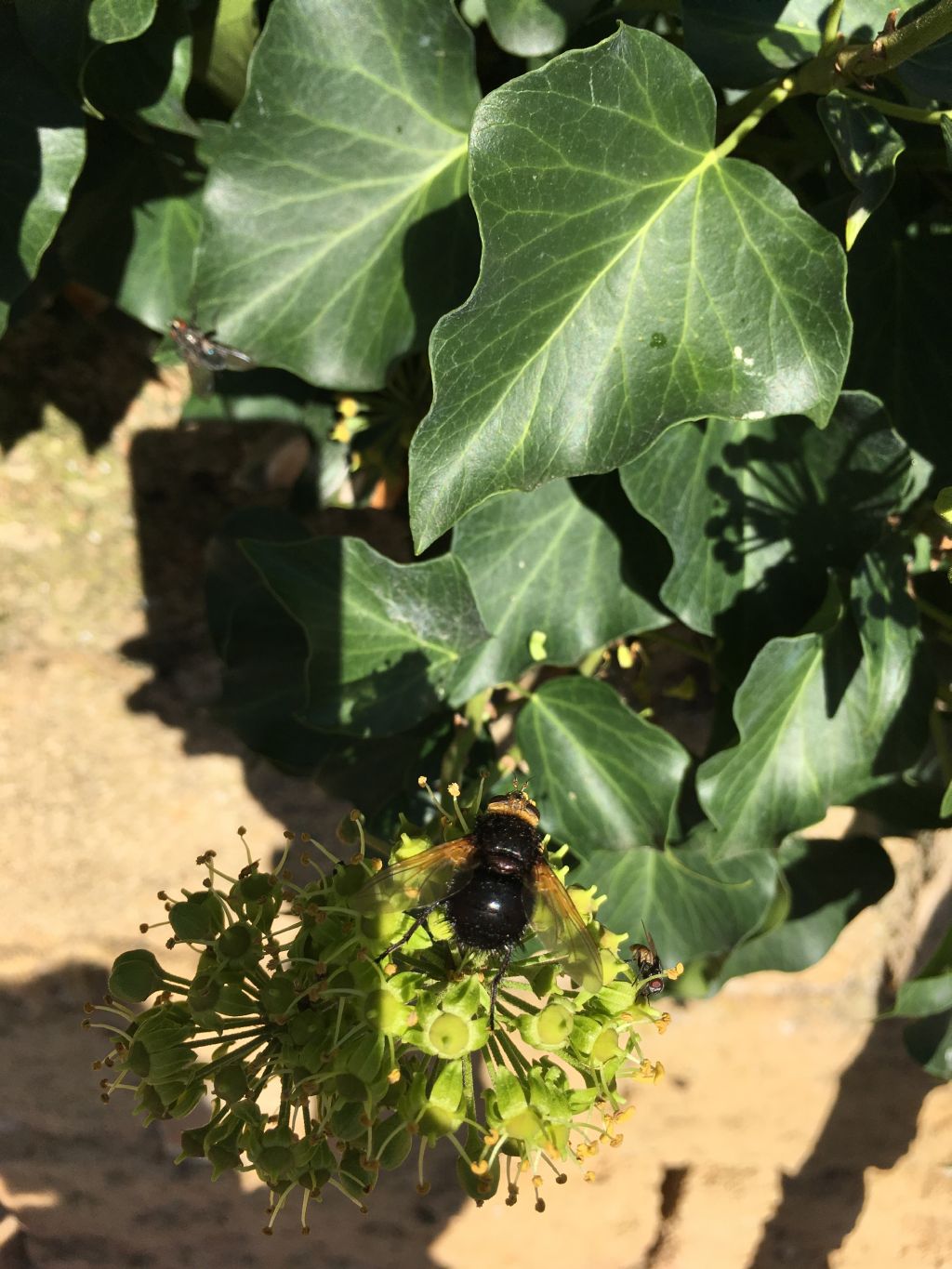 Tachinidae da identificare