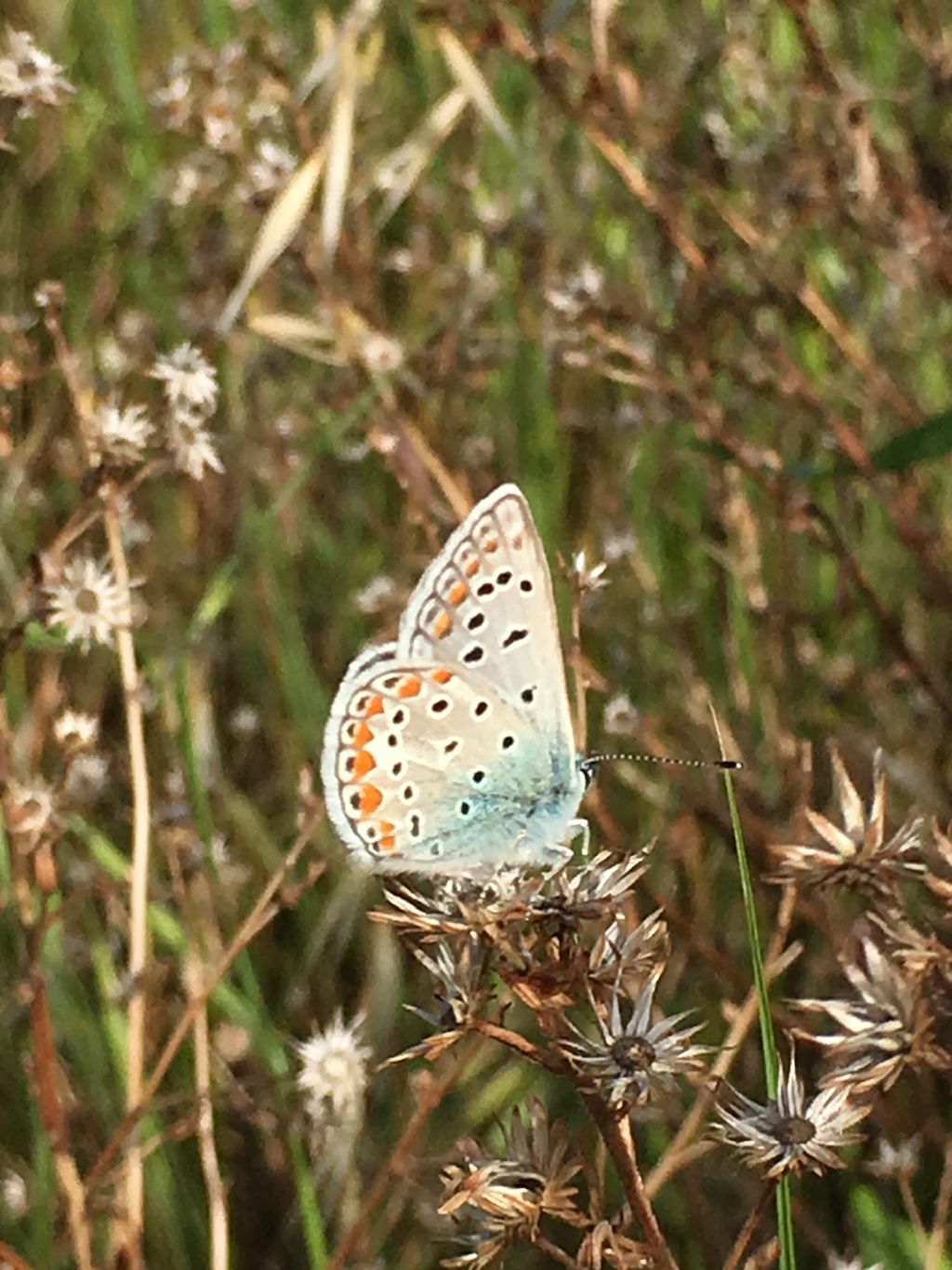 Polyommatus (Lysandra) bellargus? No, P. (Polyommatus) celina