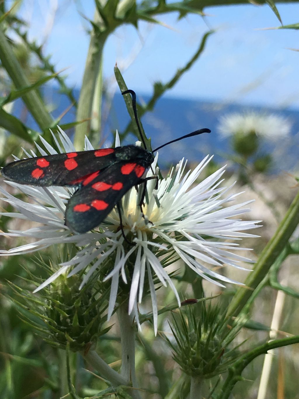 Zygaena filipendulae ?