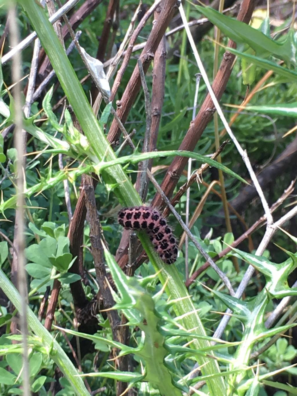 Zygaena filipendulae ?