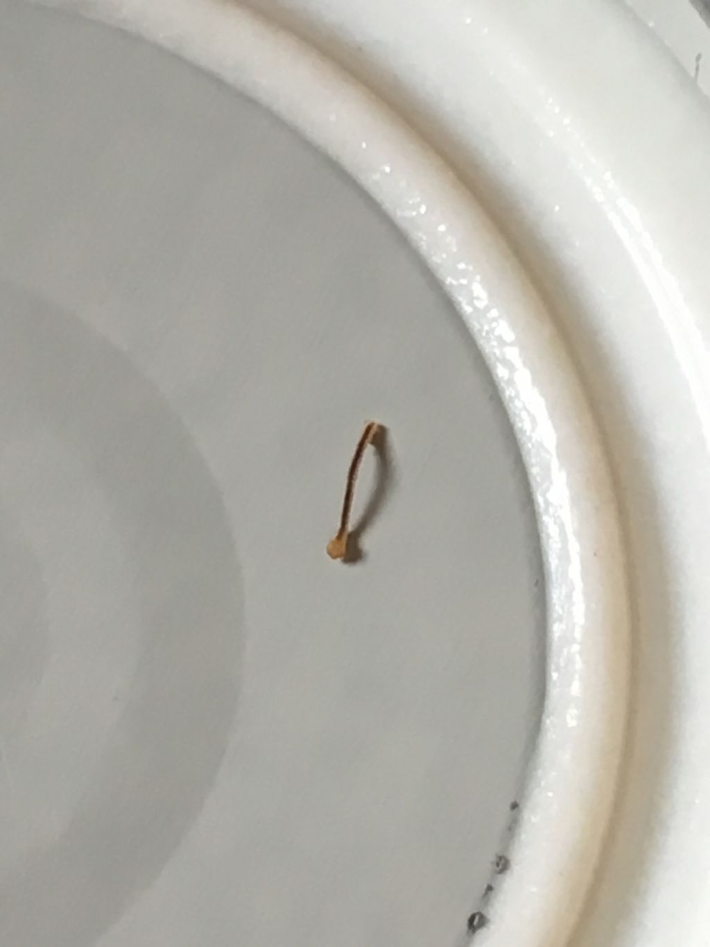 Geometridae da identificare