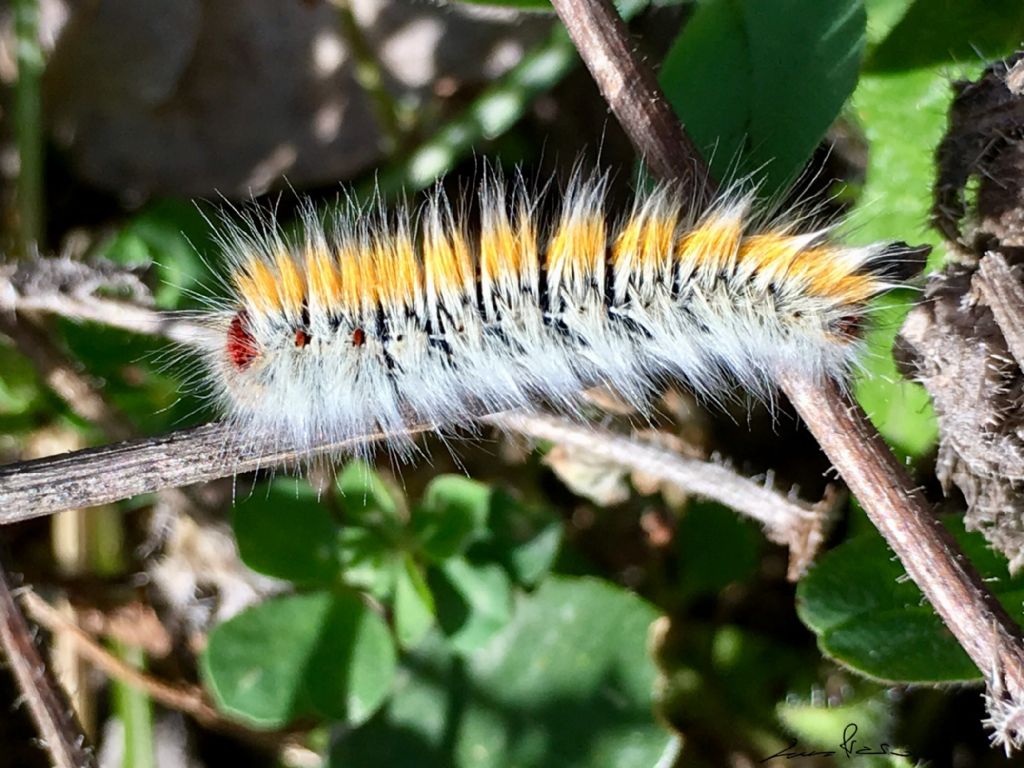 bruco da identificare