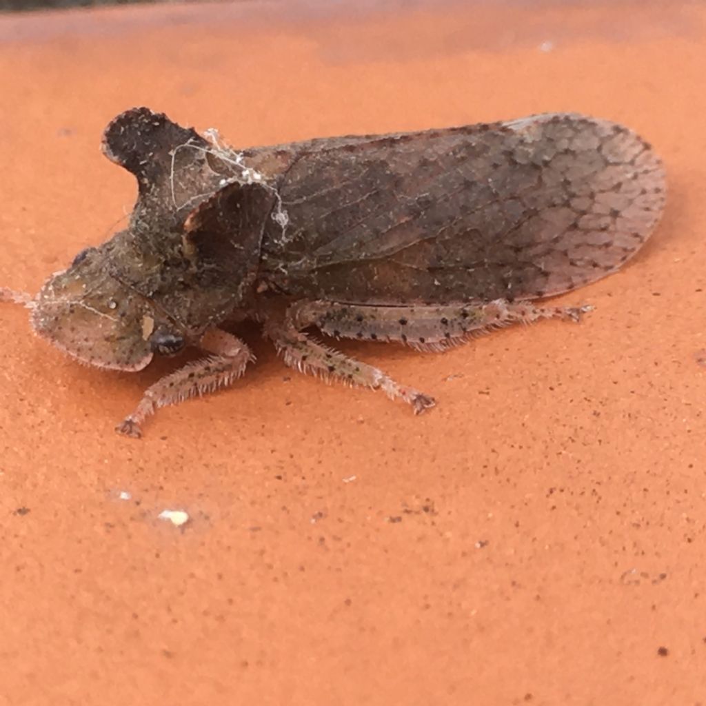 Cicadellidae:  Ledra aurita