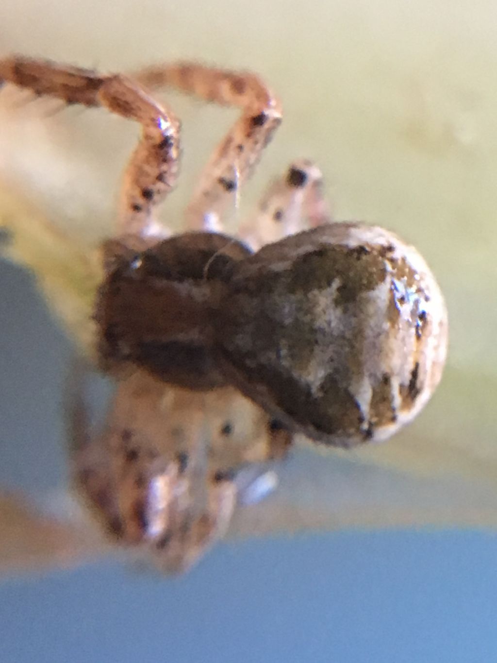 Xysticus sp. - Palermo