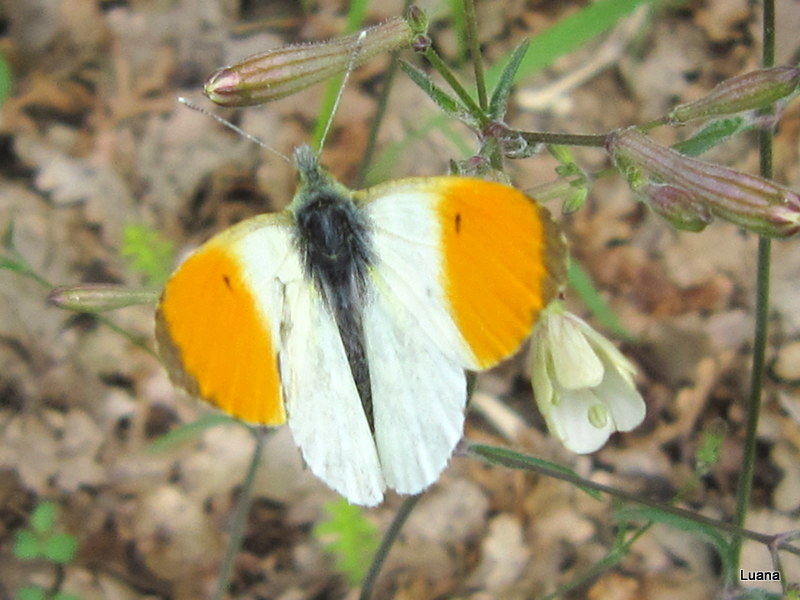 Anthocharis cardamines?