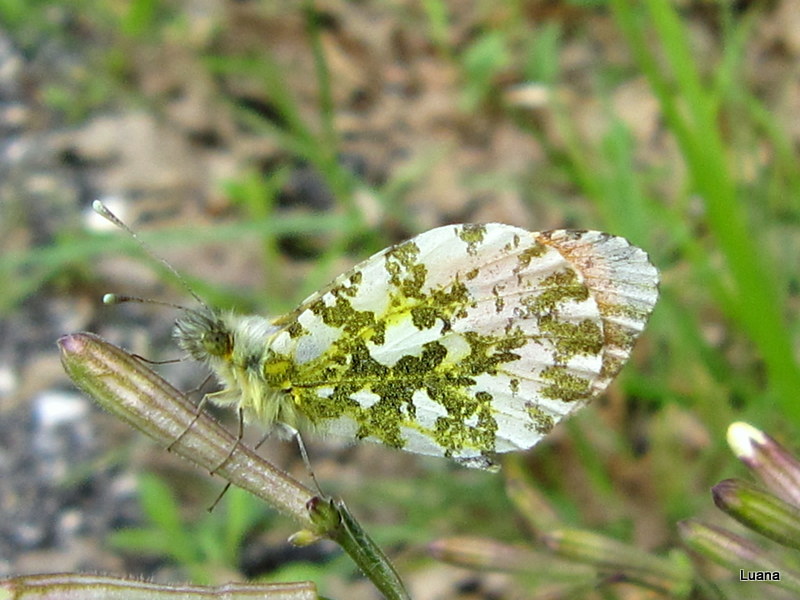 Anthocharis cardamines?