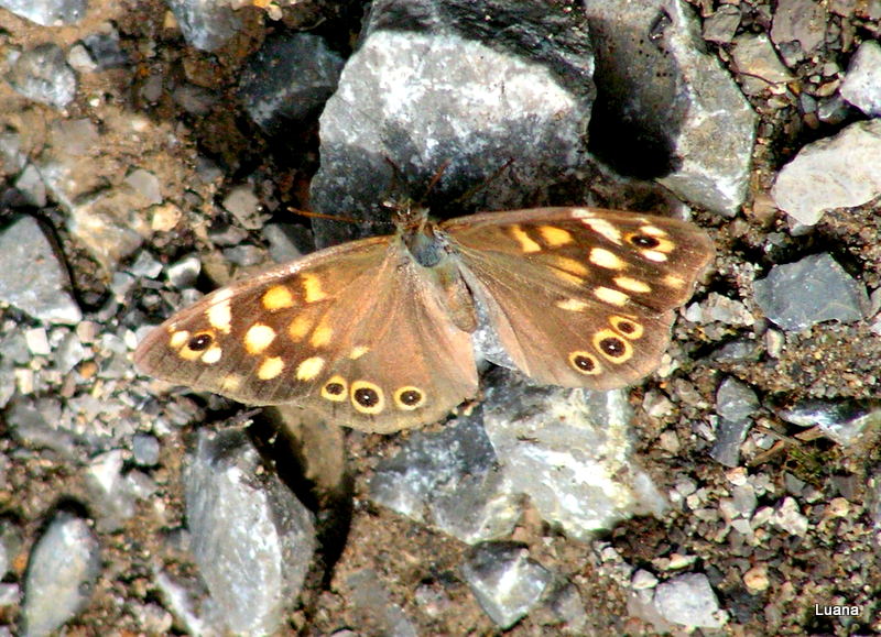 Farfalla da id. 2