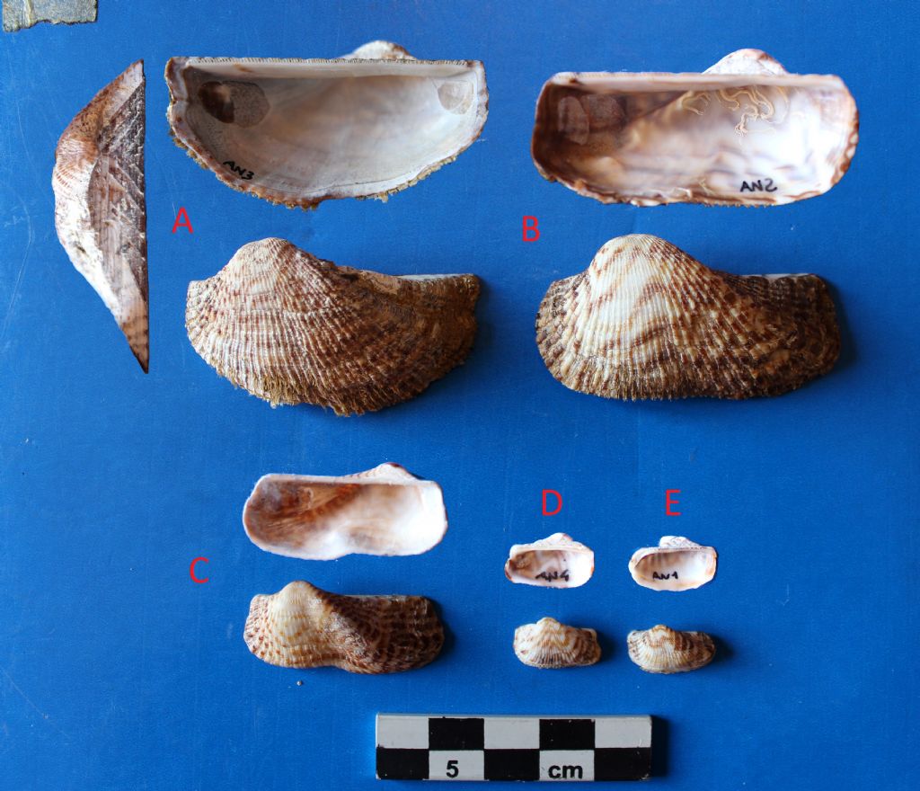 Verifica determinazioni