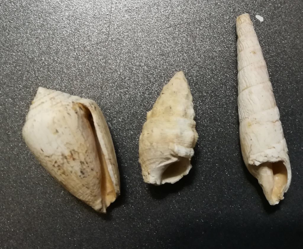 Aiuto determinazione molluschi fossili (?)