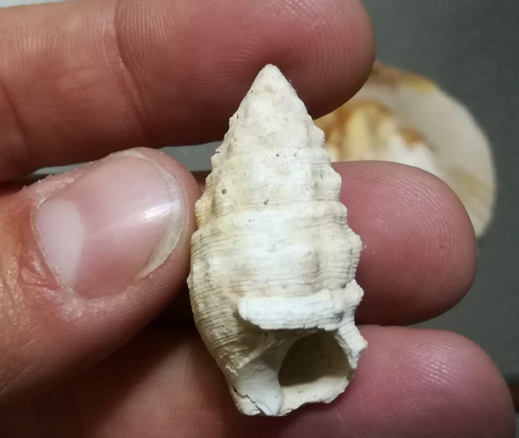 Aiuto determinazione molluschi fossili (?)