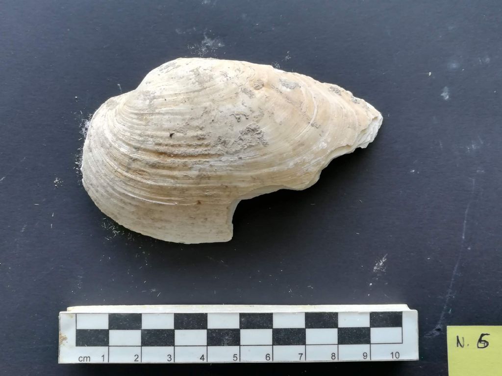 Bivalve da determinare