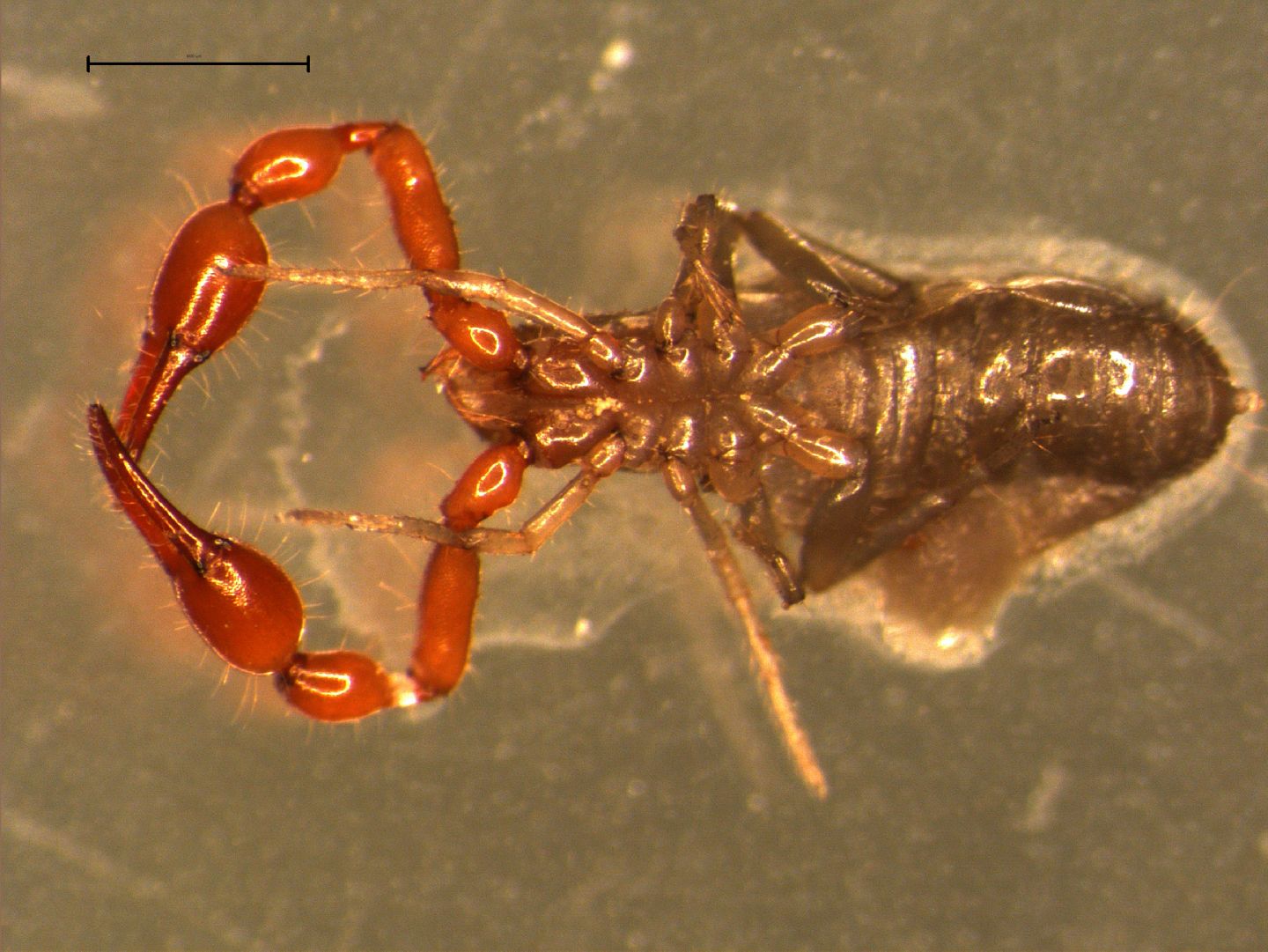 Pseudoscorpione dai Lessini Meridionali: cfr. Neobisium sp.