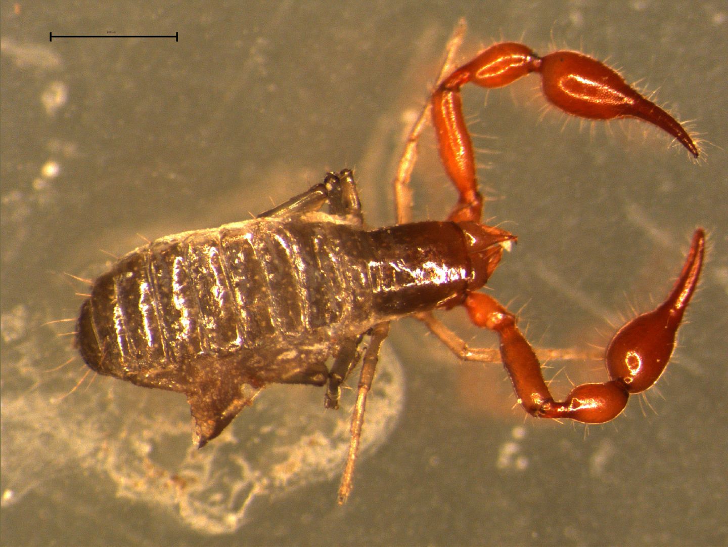 Pseudoscorpione dai Lessini Meridionali: cfr. Neobisium sp.