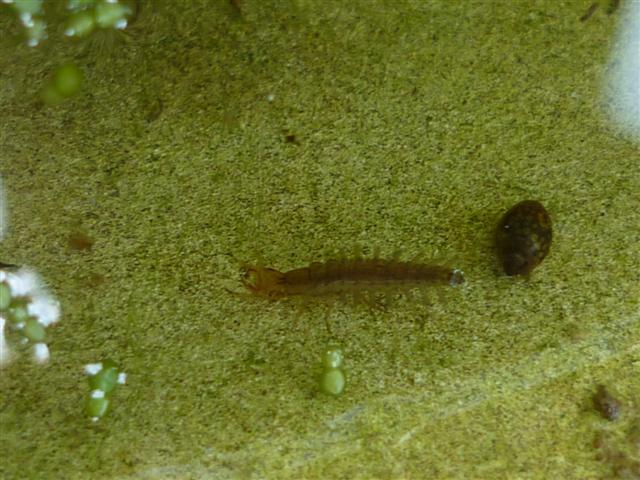 Larva di coleottero acquatico