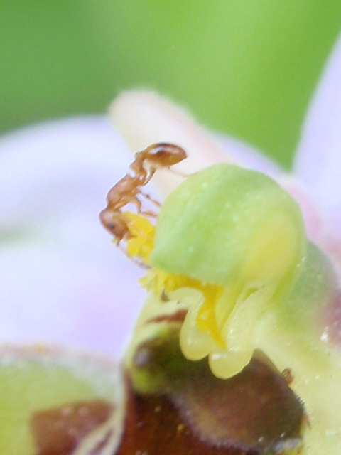 Formicidae: Myrmicinae - impollinatrice da id