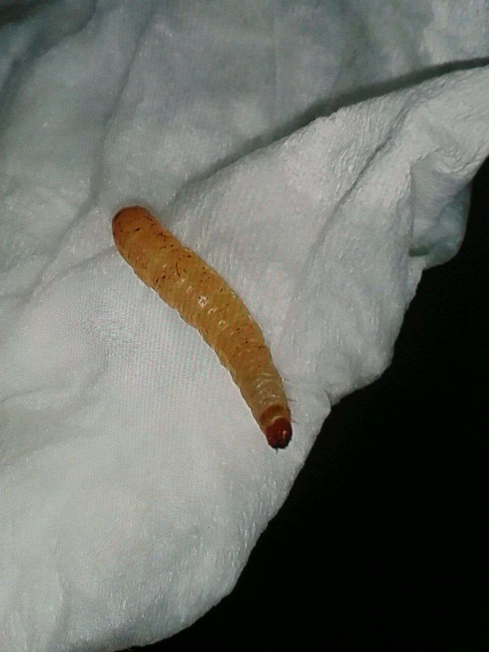 Larva da id