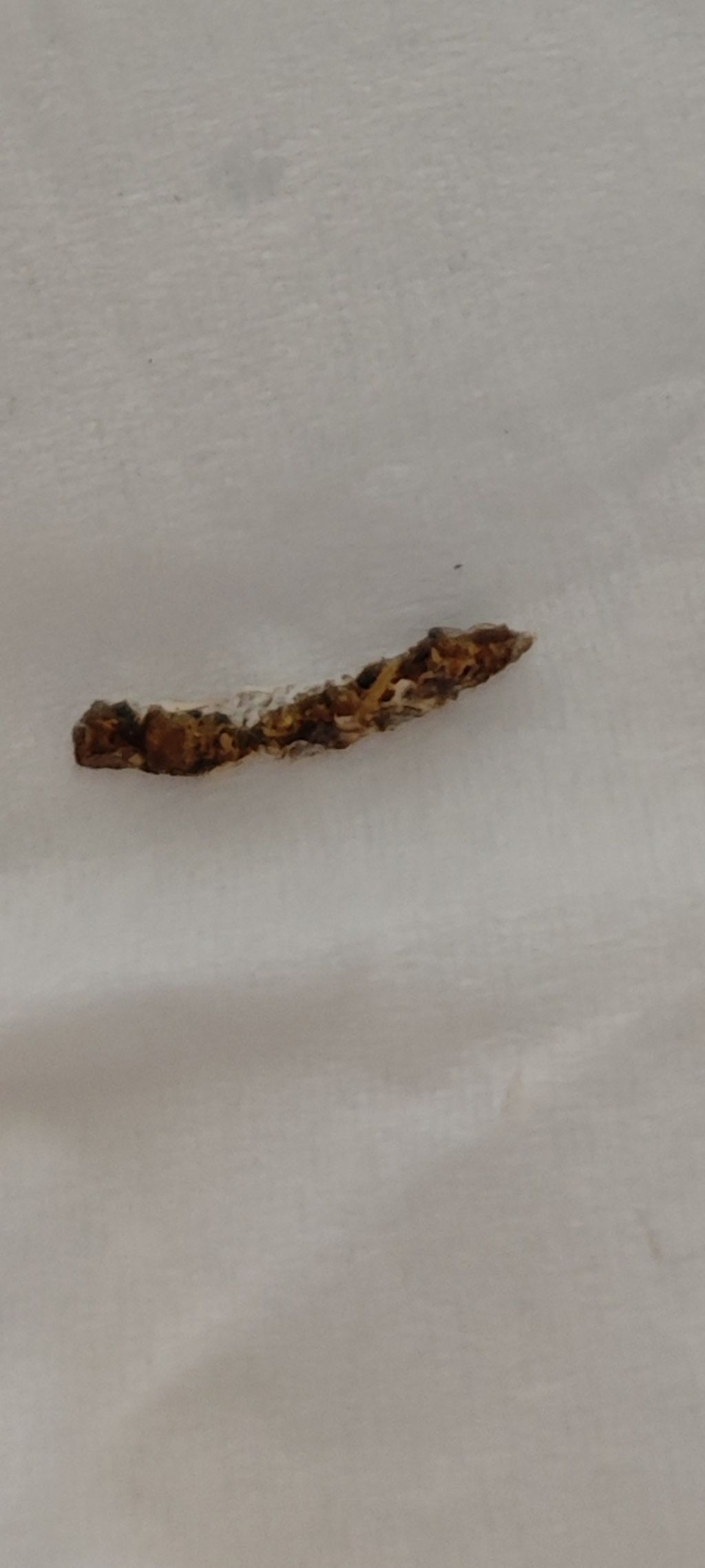LARVA O FECI? TROVATO SUL LETTO, SECCO, CON PICCOLO ALONE INTORNO